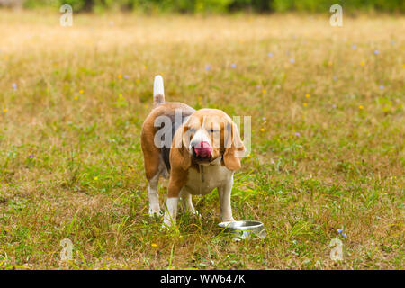 Beagle mignon chien jouant sur l'herbe et boire de l'eau de la cuvette Banque D'Images