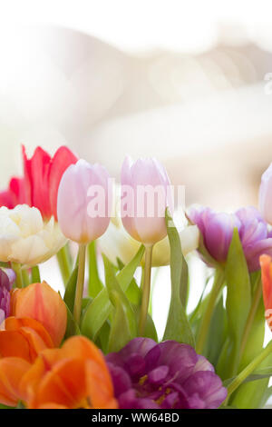 Bouquet, tulipes, rétroéclairage, fenêtre, detail shot Banque D'Images