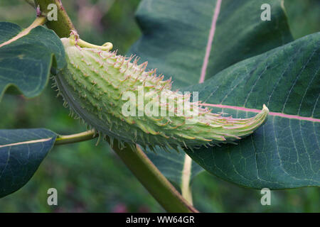 L'asclépiade commune, Asclepias syriaca, Vert gousse poilue en plein air de plus en plus sur la plante. Banque D'Images