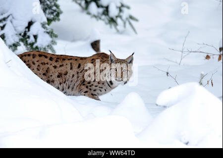 Lynx boréal dans la neige, Lynx lynx Banque D'Images