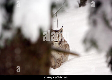 Lynx boréal dans la neige, Lynx lynx Banque D'Images