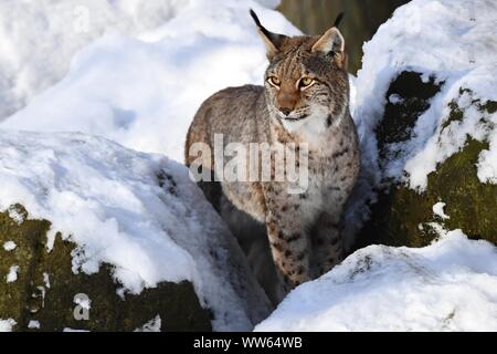 Lynx boréal dans la neige, Lynx lynx Banque D'Images