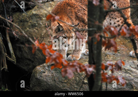 Lynx eurasien dans la forêt, Lynx lynx Banque D'Images