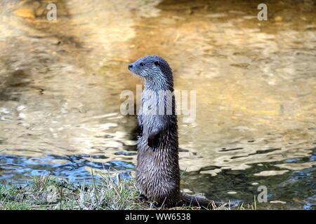 Loutre d'Europe du Riverside, Lutra lutra Banque D'Images