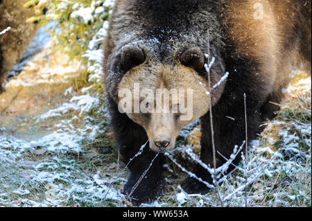 Ours brun européen en hiver, Ursus arctos Banque D'Images