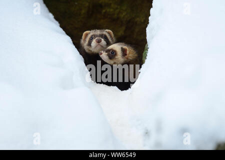 Le putois d'Europe dans la neige, couple, Mustela putorius Banque D'Images