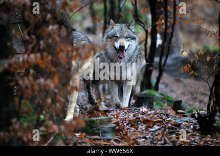 Le loup dans la forêt européenne, Canis lupus Banque D'Images