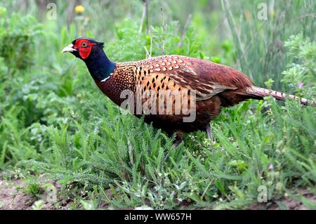 Dans la forêt, Faisan de Colchide Phasianus colchicus mongolicus Banque D'Images