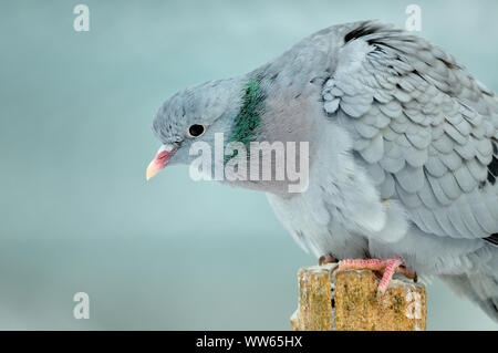 Pigeon colombin sur le tronc dans la neige, Columba oenas Banque D'Images