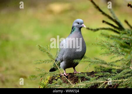 Le pigeon colombin Columba oenas, arbre Banque D'Images