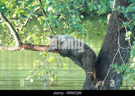 Jeune européen sur l'ours brun (ursus arctos), arbres Banque D'Images