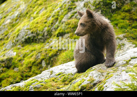 Les jeunes ours brun, Ursus arctos Banque D'Images