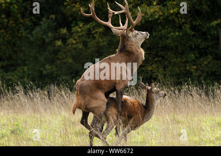 L'accouplement de Red Deer, Cervus elaphus Banque D'Images