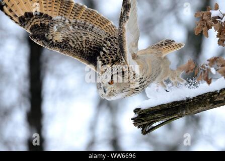 Aigle de Sibérie-owl dans le vol, Bubo bubo sibiricus Banque D'Images