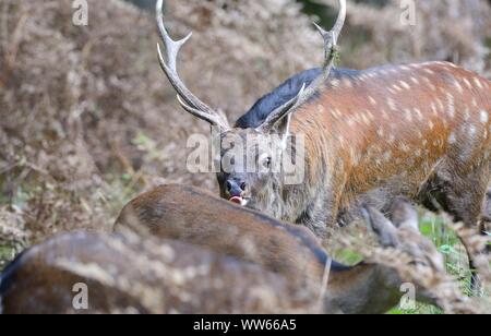 Le cerf sika dans la saison du rut, Cervus nippon Banque D'Images