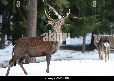 Le cerf sika en hiver, Cervus nippon Banque D'Images