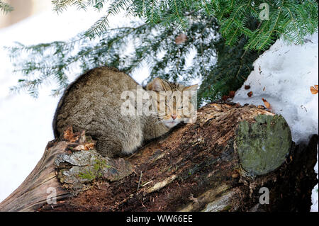 Wildcat dormir dans la forêt d'hiver, Felis silvestris Banque D'Images