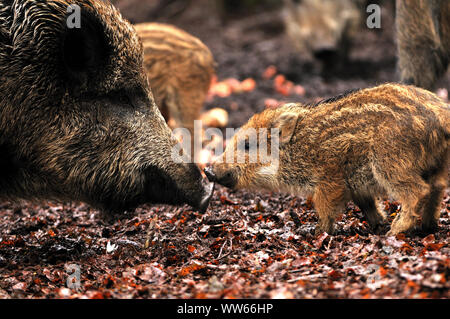 Le sanglier avec shotes, Sus scrofa, close-up Banque D'Images