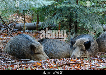 Les sangliers de dormir dans la forêt, Sus scrofa Banque D'Images