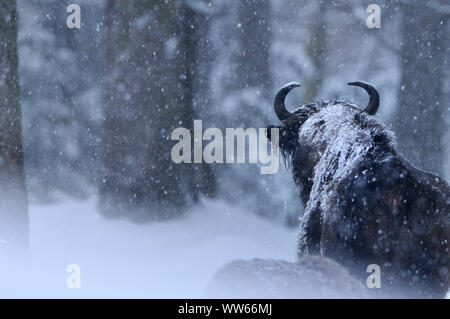 Bison, bison d'Europe, dans la neige, le bison bonasus Banque D'Images