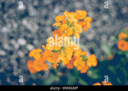 Fleurs de l'Erysimum cheiri, giroflée, close-up Banque D'Images