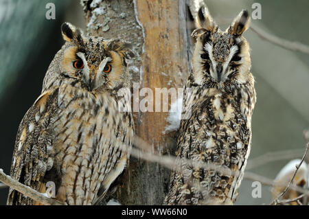 Deux hibou moyen-duc sur l'arbre, Asio otus Banque D'Images