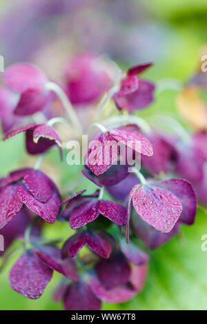 Hortensia, fleurs de mauve, rosée, close-up, se concentrer sur l'avant-plan Banque D'Images