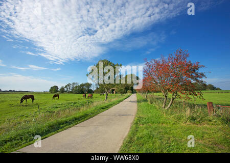 Country lane dans la Frise orientale près de Krummhoern Appingen. Banque D'Images