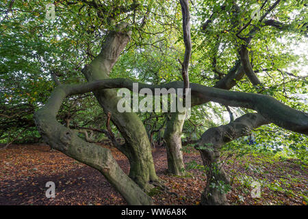 Allemagne, Basse-Saxe, Bad Nenndorf, hêtre tortillard avenue en automne Banque D'Images