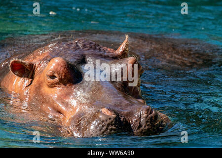 L'hippopotame, de l'Afrique de l'Hippopotamus amphibius capensis, avec soleil du soir, rivière Chobe, au Botswana. Danger animal dans l'eau, l'hippopotame. Scène de la faune Banque D'Images