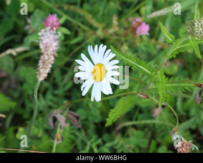 Close up of Leucanthemum vulgare, communément connu sous le nom de marguerite blanche, oxeye daisy, daisy chien Banque D'Images