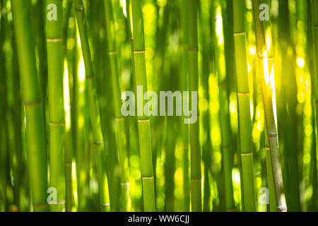 Bambouseraie, clôture bambou vert texture background, incense Banque D'Images