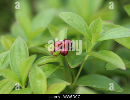 Close up of Cornus suecica, le nain cornel ou cornouiller du Canada Banque D'Images