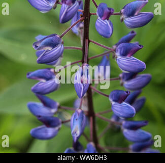 Close up of Lupinus polyphyllus fleur, connu sous le nom de big, lupin à feuilles à feuilles ou de lupin, lupin jardin Banque D'Images