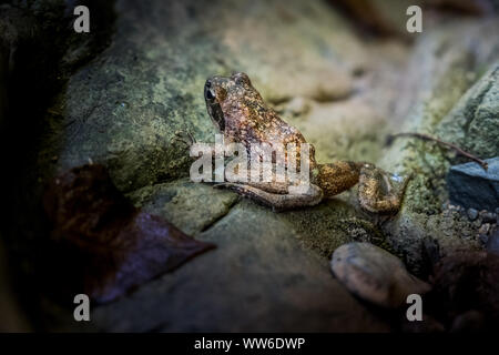 Excursion de trekking dans le froid et d'eaux cristallines de la chute d'Ghiaccioni Chianni, dans la municipalité de Castellina Marittima, Pise, Toscane, Banque D'Images