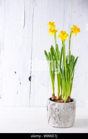 Les jonquilles dans un pot blanc sur blanc bois Banque D'Images