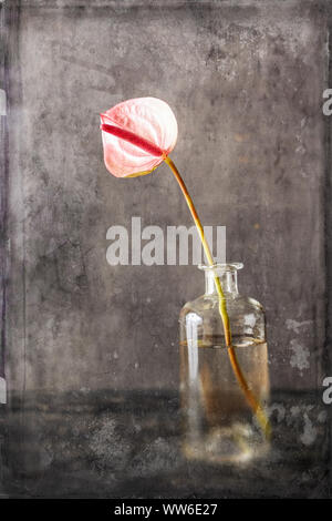 Still Life, fine art, rose anthurium en fleurs dans un vase en verre sur un fond noir avec texture vintage Banque D'Images