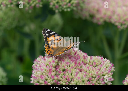 Dame Peinte (Carte Cynthia) Papillon Banque D'Images