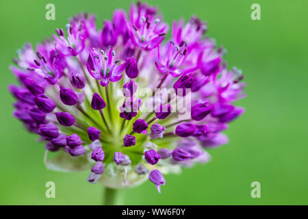 Floraison pourpre de l'ail, Allium sp., inflorescence Banque D'Images