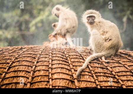 Le sud de l'green monkey chats dans la jungle du Swaziland Banque D'Images