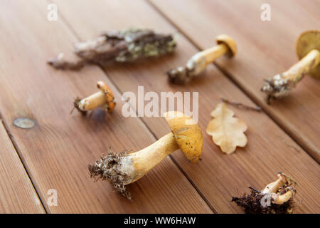 Champignons bolets panachée sur fond de bois Banque D'Images