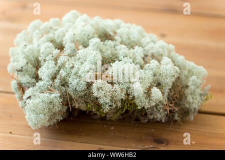 Close up of moss lichen des rennes Banque D'Images