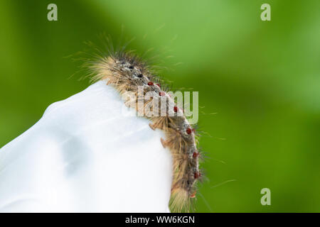 Lymantria dispar, la spongieuse caterpiller du parc provincial Pinery, Ontario Canada sur un fond vert. Banque D'Images