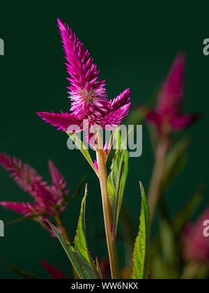 La célosie Flamingo Cockscomb Fleur Rose Banque D'Images