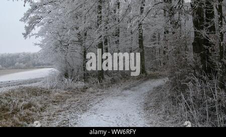 Sentier de neige / Farm Road qui mène à une forêt d'hiver avec de la glace et la neige a couvert des arbres Banque D'Images