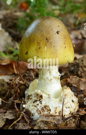 Les jeunes de l'échantillon ou Amanita phalloides Deathcap champignon, un des plus dangereux des champignons vénéneux en Europe Banque D'Images