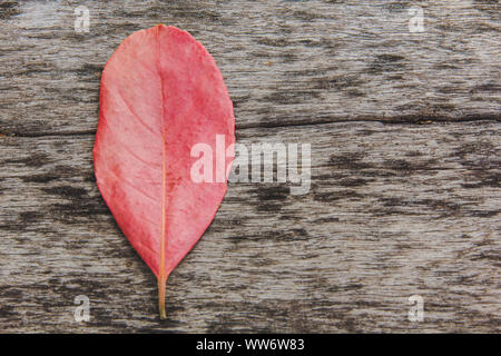 Feuilles rouges sur l'ancien plancher en bois avec de beaux dessins. Banque D'Images