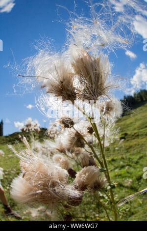 Chardon laineux, Cirsium eriophorum, au Mitterfeldalm, Salzburg County, Autriche Banque D'Images