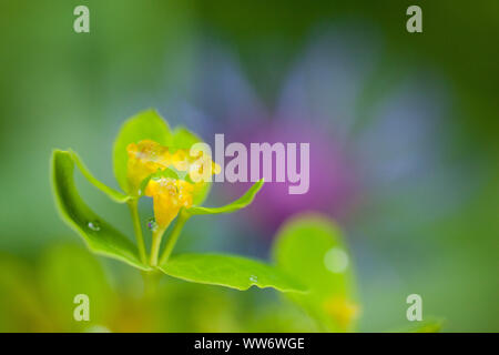 L'euphorbe ésule, Euphorbia, en face d'alpine berry fleur dans le Parc National de Kalkalpen, Haute Autriche, Autriche Banque D'Images