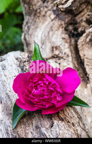 Weathered Wood d'un tronc d'arbre, fleur de pivoine Banque D'Images